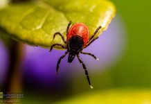 Alarmujące dane z Małopolski. Ponad 20 tys. przypadków chorób odkleszczowych w 2025 roku