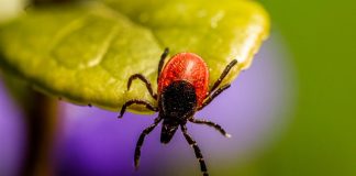 Alarmujące dane z Małopolski. Ponad 20 tys. przypadków chorób odkleszczowych w 2025 roku