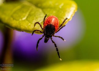 Alarmujące dane z Małopolski. Ponad 20 tys. przypadków chorób odkleszczowych w 2025 roku