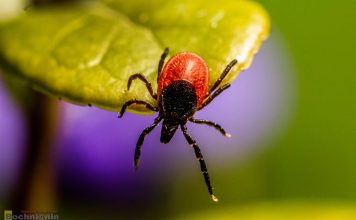 Alarmujące dane z Małopolski. Ponad 20 tys. przypadków chorób odkleszczowych w 2025 roku