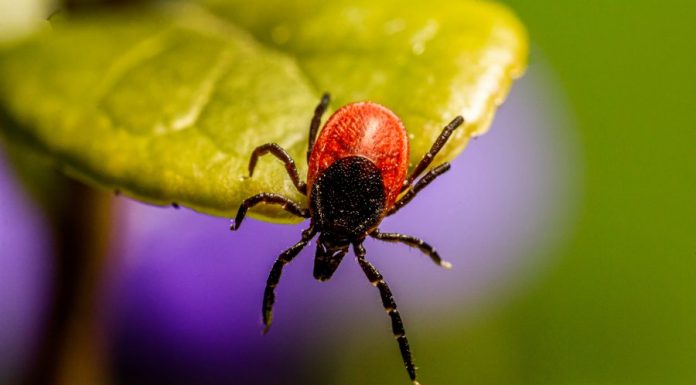 Alarmujące dane z Małopolski. Ponad 20 tys. przypadków chorób odkleszczowych w 2025 roku