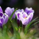 Po świętach wietrzna i deszczowa aura w Małopolsce