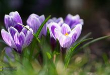 Po świętach wietrzna i deszczowa aura w Małopolsce