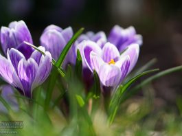 Po świętach wietrzna i deszczowa aura w Małopolsce