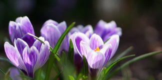 Po świętach wietrzna i deszczowa aura w Małopolsce