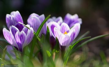 Po świętach wietrzna i deszczowa aura w Małopolsce