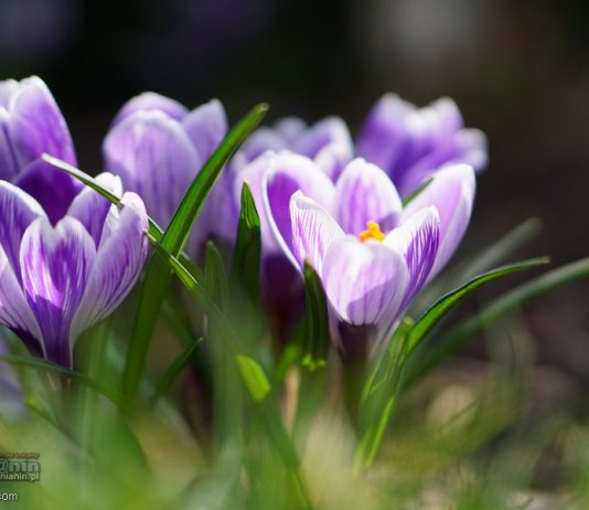 Po świętach wietrzna i deszczowa aura w Małopolsce