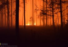 Uwaga na pożary lasów w Małopolsce. Służby w gotowości, alert RCB dla wielu powiatów