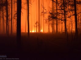 Uwaga na pożary lasów w Małopolsce. Służby w gotowości, alert RCB dla wielu powiatów