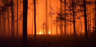 Uwaga na pożary lasów w Małopolsce. Służby w gotowości, alert RCB dla wielu powiatów