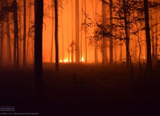 Uwaga na pożary lasów w Małopolsce. Służby w gotowości, alert RCB dla wielu powiatów