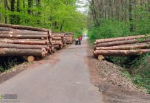 Radny pyta o skalę wycinki w Puszczy Niepołomickiej. Burzliwa dyskusja internautów