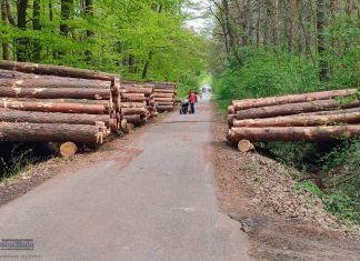 Radny pyta o skalę wycinki w Puszczy Niepołomickiej. Burzliwa dyskusja internautów