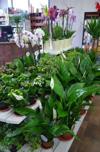 74458683 2350206805089011 8136437791308382208 o