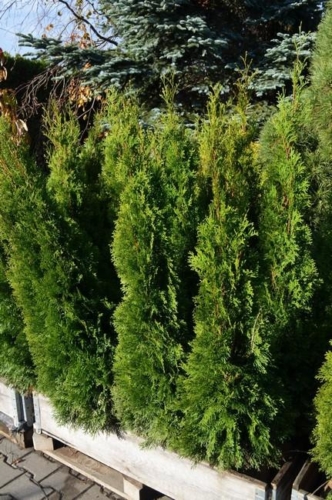 74662418 2350207775088914 1838000893199384576 o