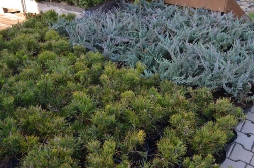 75204565 2350207991755559 973071875095658496 o