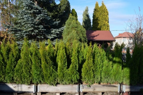 75241171 2350207485088943 5356519156705394688 o