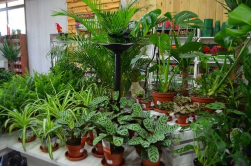 75271534 2350206155089076 5285228454847971328 o