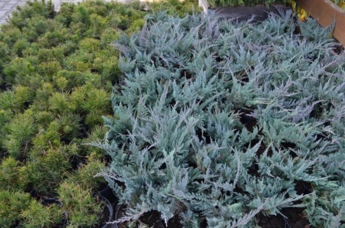 75302682 2350207801755578 4467499143052394496 o