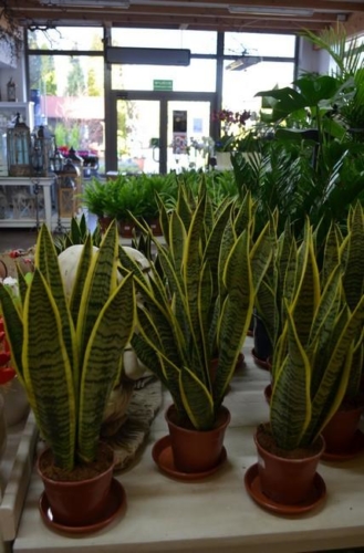 75418850 2350206168422408 6053295575195975680 o