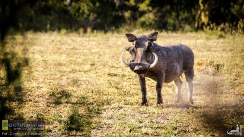 20190131-163311 TransAfrica - Kenia