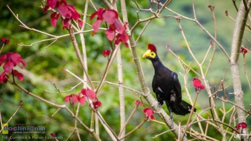 20190212-100019 TransAfrica - Uganda