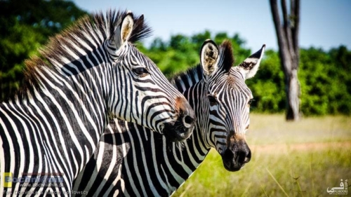 20190320-084825 TransAfrica - Zambia