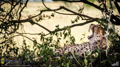 20190403-085545 TransAfrica - Botswana