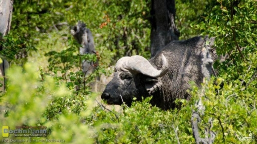 20190403-112257 TransAfrica - Botswana