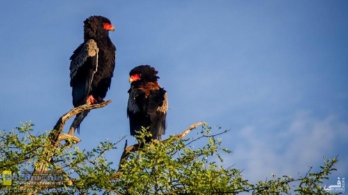 20190410-061435 TransAfrica - Botswana