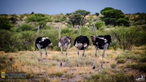 20190411-154520 TransAfrica - Botswana