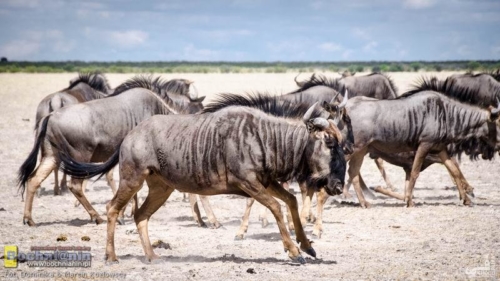 20190412-102825 TransAfrica - Botswana